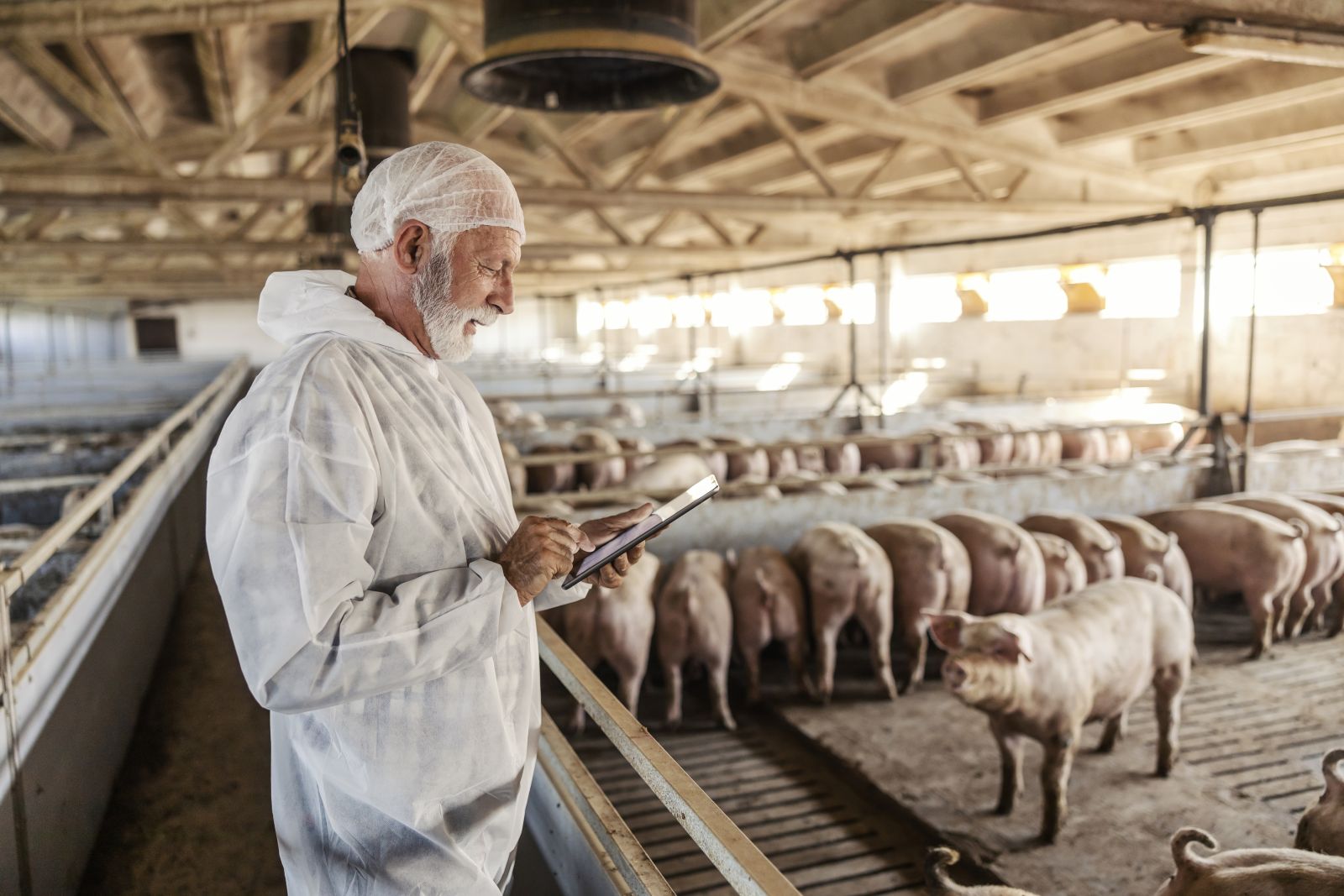 Veterinarian standing next to a pig pen by dusanpetkovic via iStock